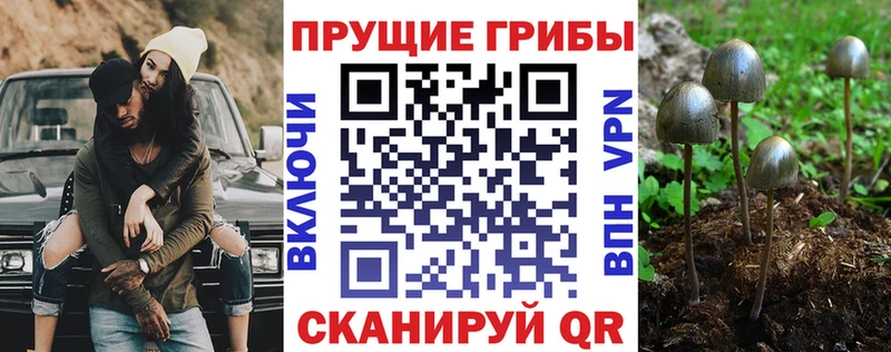 Псилоцибиновые грибы Cubensis Вилюйск